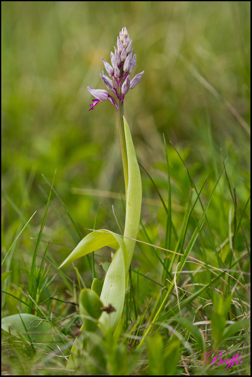 Orchis militaris / Orchidea militare